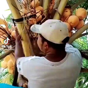 Bibit Kelapa Gading Asli