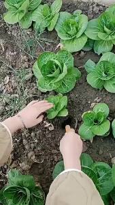 Bộ dụng cụ làm vườn 3 món sử dụng tiện lợi Vuadienmay