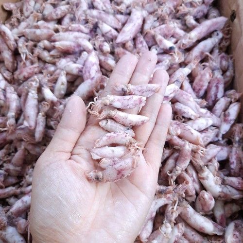 Baby Cumi Asin Kemasan 500gr / Cumi Asin Murah / Cumi Asin enak / Cumi Asin Renyah Cumi Asin 500Gram 250Gram 100Gram Cumi Asin Seafood Varieties - Lazada | lazada indonesia