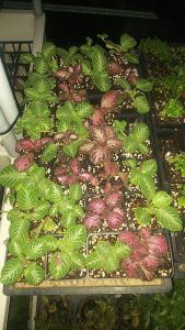 Chậu nhựa espica cây ấm kiếm lá gấm mini làm tiểu cảnh terrarium bán cạn.