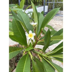 กิ่ง ลีลาวดี Plumeria กิ่งลีลาวดีตัดสด