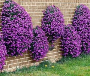 (Gói 100 hạt)Hạt giống hoa leo đá -chịu nhiệt tốt - mix nhiều màu sắc