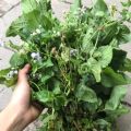1kg cây cứt lợn hoa tím tươi sạch, cây cỏ hôi - hàng thu hái từ tự nhiên. 