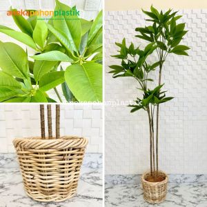 Pohon Hias Tanaman Artificial Daun Manggis Variasi Tinggi 150 & 170 Cover Rotan Bulat Hiasan Rumah