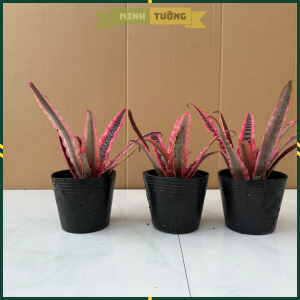 Cây Dứa Hồng Phụng (dứa đuôi phụng)- Cây Cảnh Để Bàn