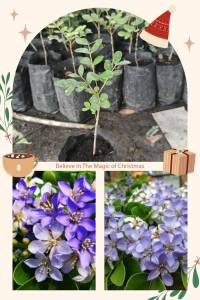 ต้นแก้วเจ้าจอม 6ใบ ดอกสวยสีม่วง ไม้มงคล ขนาด 10-15cm เป็นต้นเพาะเมล็ด