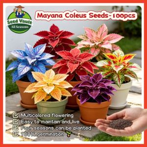 Fast Growing 100pcs High Germination Assorted Mayana Flower Seeds for Sale Tropical Mayana Coleus Seeds for Planting Flowers Mayana Coleus Plant Seeds Balcony Potted Mayana Coleus Live Plants Air Plant Real Mayana Coleus Seedlings Coleus Plants for Sale