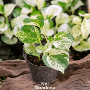 Manjula Pothos - Elegant Variegated Houseplant