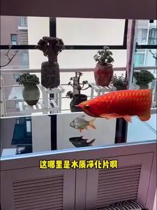 鱼缸除藻剂去苔剂净青苔清除剂褐藻去除神器绿水绿藻丝藻克星专用