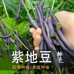 Benih Kacang Buncis Ungu Renek(15 Seeds)/无架紫四季豆种子/Dwarf Purple Bush Bean