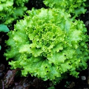 LETTUCE SEED (GREEN RAPID/ROMAINE/ICEBERG/AVA RED/MIA RED/KAYLA RED/BLACK ROSE) HIGH QUALITY SEEDS/HIGH GERMINATION RATE