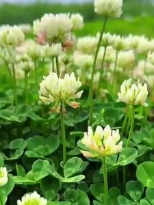 หญ้าโคลเวอร์ขาว หญ้าสามใบรูปหัวใจ หญ้าไม้ยืนต้น สำหรับสนามหญ้าทุกฤดู หญ้าสนามหญ้าสีเขียว หญ้าในสวนและทุ่งหญ้า