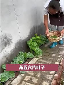 Large-leaf wood ear lettuce creamy wood ear lettuce small green vegetables four-season vegetables