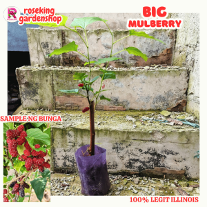 MULBERRY PLANTS BIG ILLINOIS HIGH QUALITY SEEDLINGS MALALAKI ANG BUNGA