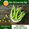 Hạt giống Đậu Hòa Lan (Đậu Hà Lan) Ăn Hạt ( Lấy Hạt) Rất Nhiều Dinh Dưỡng Và Vitamin, Chế Biến Thành Rất Nhiều Món Ăn (Gói 20 Gram) - Nông Sản Vàng. 