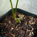 Anthurium Iron Giant Variegata. 