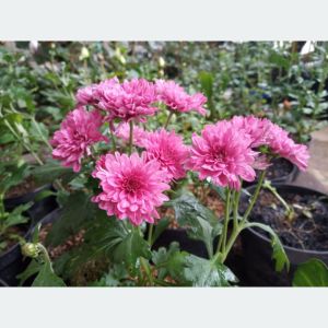 ichi - aster pink (6pohon) siap mekar segar dan harum