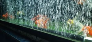 ออกซิเจนบาร์ สำหรับตู้ปลา 30-100 เซน สวยงามติดตั้งง่าย