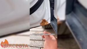 Car Drain Dredge Cleaning Scrub Brush 150cm Flexible Auto Sunroof Drain Cleaning Tool with 2Pcs 7.9in Cleaning Brush Flexible Tube Cleaning Brush for Car ac Home Kitchen (1Pcs 60in)