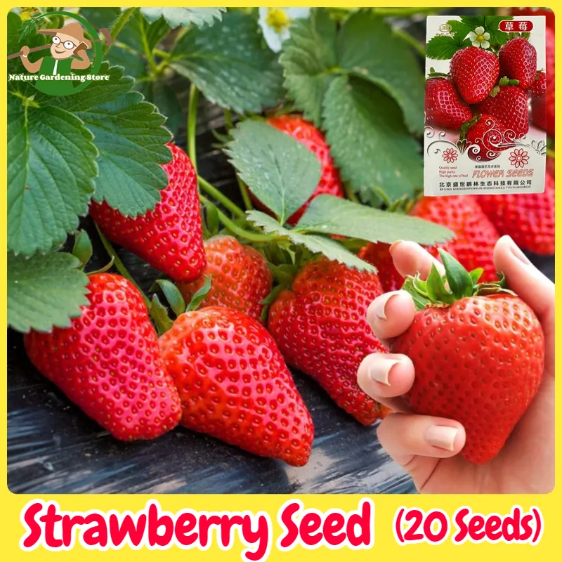 Fresh Organic Strawberry Seeds for Planting (20 Seeds) High Yield Sweet Strawberry  Seeds Hybrid Dwarf Fruit