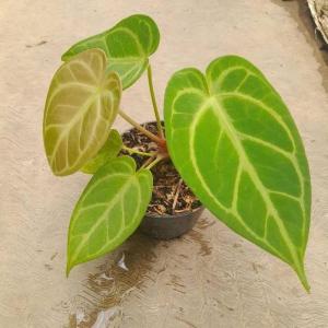 Anthurium Hybrid - - Pokok Anthurium Hibrid - एंथूरियम संकर पौधा Anthurium Hybrid – Rare Foliage or Bloom Collector’s Choice Indoor Statement Exotic Look Easy Aroid LIVE PLANT