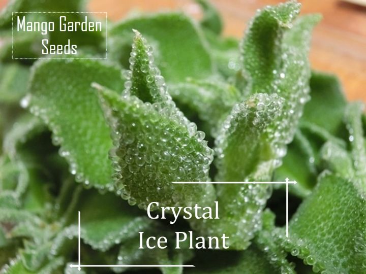 *Rare* Crystal Ice Plant Seeds 100+ Seed *Pot Friendly* Biji Benih