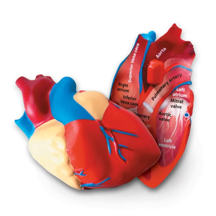 Learning Resources LER1902 Cross Section Human Heart Model - Children ...