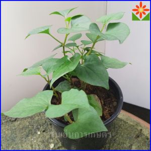 ต้นพลูคาว หรือ ผักคาวตอง หรือ ผักคาวตอง หรือ พลูแก