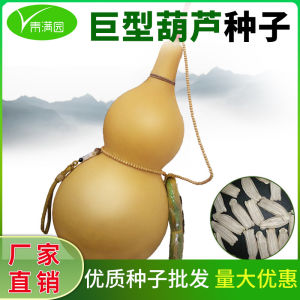 Hạt giống bầu hồ lô trái lớn ( trái to ) hạt giống bầu hồ lô nhập khẩu nội địa Trung