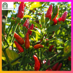 SeedsPLAZA™ - Birds Eye Chili Seeds for Planting Vegetable Plants (20 Seed) + Instructions Siling Bird Eye Demonyo Plant
