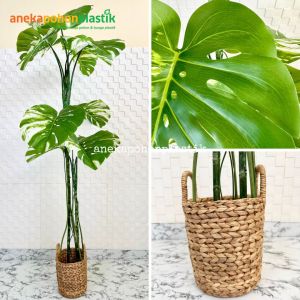 Pohon Artificial Pohon Hias Monstera Variegata T170 & T190 Latex Pot Dasar Hitam Cover Eceng Gondok Handle Hiasan Ruangan Cafe Kantor Aesthetic