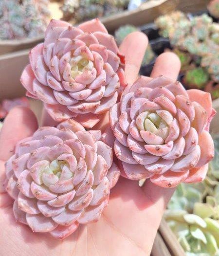 粉纯爱单头 (很漂亮) Echeveria pure love single head Very Nice Colour (4-5.5cm)