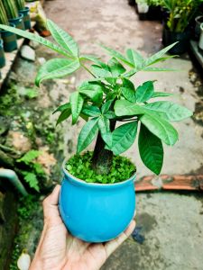 Cây kim ngân để bàn gồm chậu ý nghĩa phong thủy là phước lộc thọ an khang cầu may mắn + tặng kèm phân bón cây| Minh Hân Garden