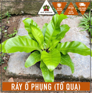 Cây Ráy Ổ Phụng (Tổ Quạ) - Tổng thể tầm 20-30 cm - Kiểng lá sang trọng!