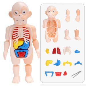 Aoduoyaya Human Body Skeletal Organs Teaching Model Montessori Science Cognitive Puzzle Toy for Kids Learning