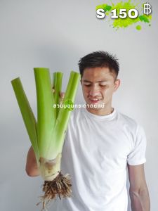 บอนกระดาด บอนยักษ์ Alocasia Borneo Giant