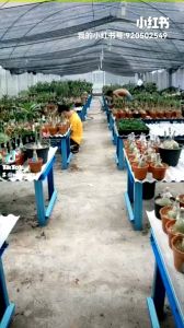 ID Porkai Star Adenium Kemboja Bonsai