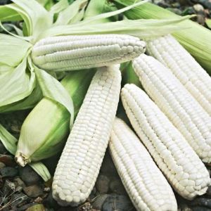 Hạt giống ngô nếp trắng  gói 10 gram