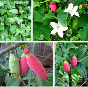 Hạt giống bình bát loại dây leo ( gói 20 hạt )  - FlowerSeeds