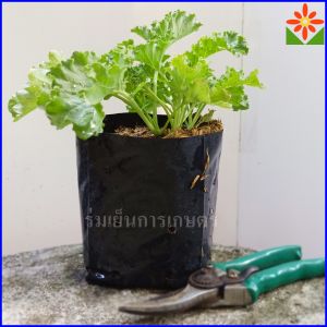 ต้นผักแคล ใบหยิก ถุงเพาะ 5.5นิ้ว คะน้าใบหยิก เคลใบหยิก ผักเคล Kale