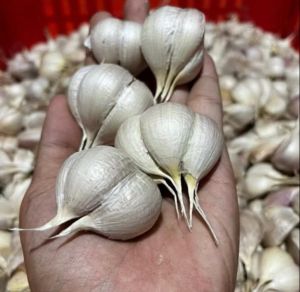 Bawang Putih Kating Bersih 1 kg Fresh Aroma Tajam Siung Lepas Cocok untuk Masakan Dapur dan Repack