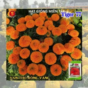 (Gói 20 hạt) Hạt Giống Hoa Vạn Thọ SUPER 46A LÙN - CAM ĐỎ - ( bông to ) - RỒNG VÀNG