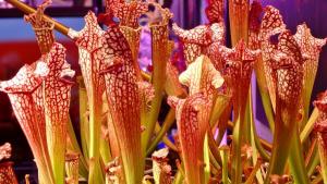 [Bunface Potato Carnivorous Plants] Sarracenia Leucophylla- North American Pitcher Plant