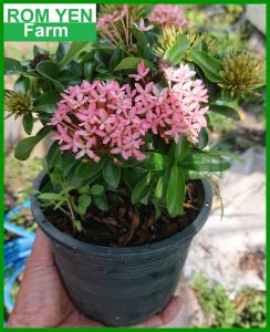 ต้นเข็มแคระ สีชมพู ส่งพร้อมกระถาง 5.5นิ้ว ดอกเข็ม ต้นเข็มแคระ ต้นเข็มสีชมพู