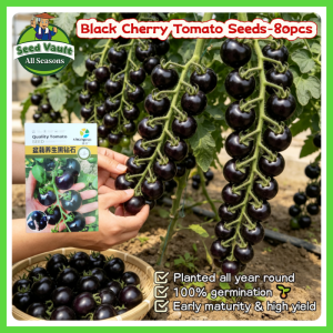 Fast Growing 80pcs Fresh Black Cherry Tomato Seeds for Planting Vegetables High Yield Dwarf Cherry Tomato Seeds Organic Vegetables Seeds for Gardening Balcony Bonsai Cherry Tomato Seedlings Vegetable Live Plants Eggplant F1 Hybrid Fruit Seeds Easy To Grow