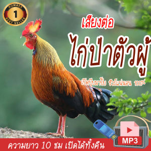 Mini Shop เสียงต่อไก่ป่าตัวผู้ แฟลชไดร์ฟ USB ต่อไก่ป่าตัวผู้ เสียงดังฟังชัด เสียงนกแท้ เสียงดังฟังชัด100% เข้าง่ายติดง่าย