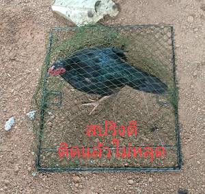 การใช้งานสมบูรณ์และแก้ไขช่องออกเซลล่าสุด 4 7 เซน ยาว 57 เซน สำหรับการดูแลผู้ชายและหลายชนิดเดีย