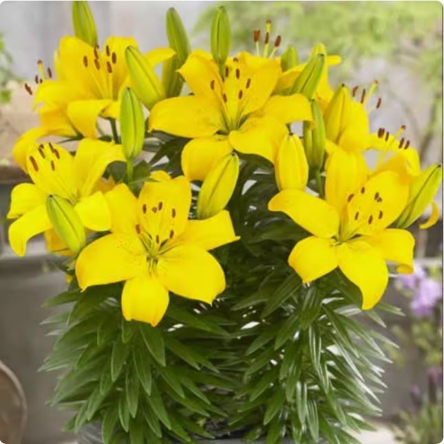 B%E1%BB%99%205%20c%E1%BB%A7%20gi%E1%BB%91ng%20hoa%20ly%20l%C3%B9n%20hoa%20m%C3%A0u%20v%C3%A0ng%20-%20Image%207