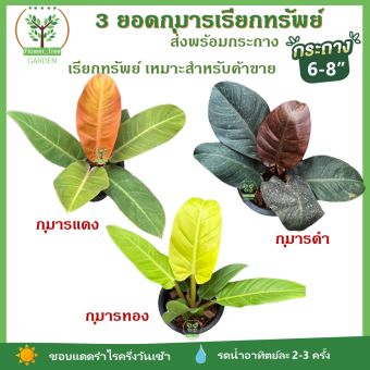 รูปจากผู้ขายบน Lazada: 3 ยอดกุมารทองเรียกทรัพย์ ไม้มงคล ไม้ประดับ ไม้เสริมดวง ส่งพร้อมกระถาง 6-8 นิ้ว เหมาะกับผู้ที่ค้าขาย Philodendr ตั้งราคา ฿89 ขายแล้ว 141 ชิ้น