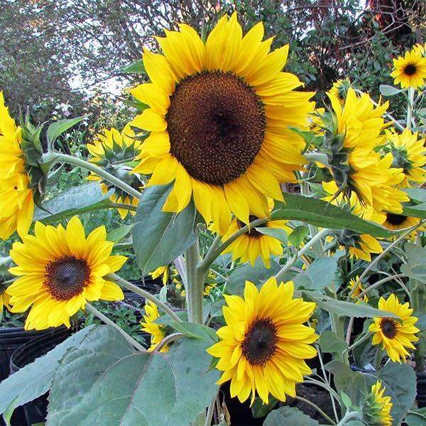 Multiple Head Sunflower (10 seeds) | Lazada PH